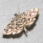 Bog Lygropia Moth