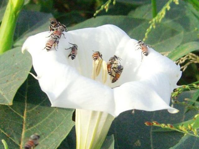 Common Heany Bees