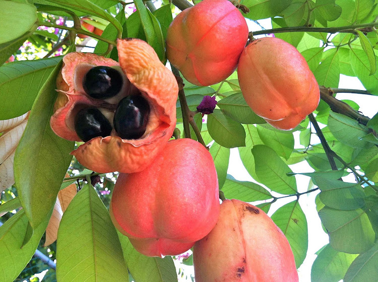 An ackee apple in Jamaica. It's the national fruit of Jamaica and a food staple in the diet of many Jamaicans.