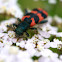Checkered (clerid) beetle