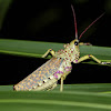 Green Milkweed Locust (Immature)