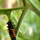 Asian Ladybird Larva