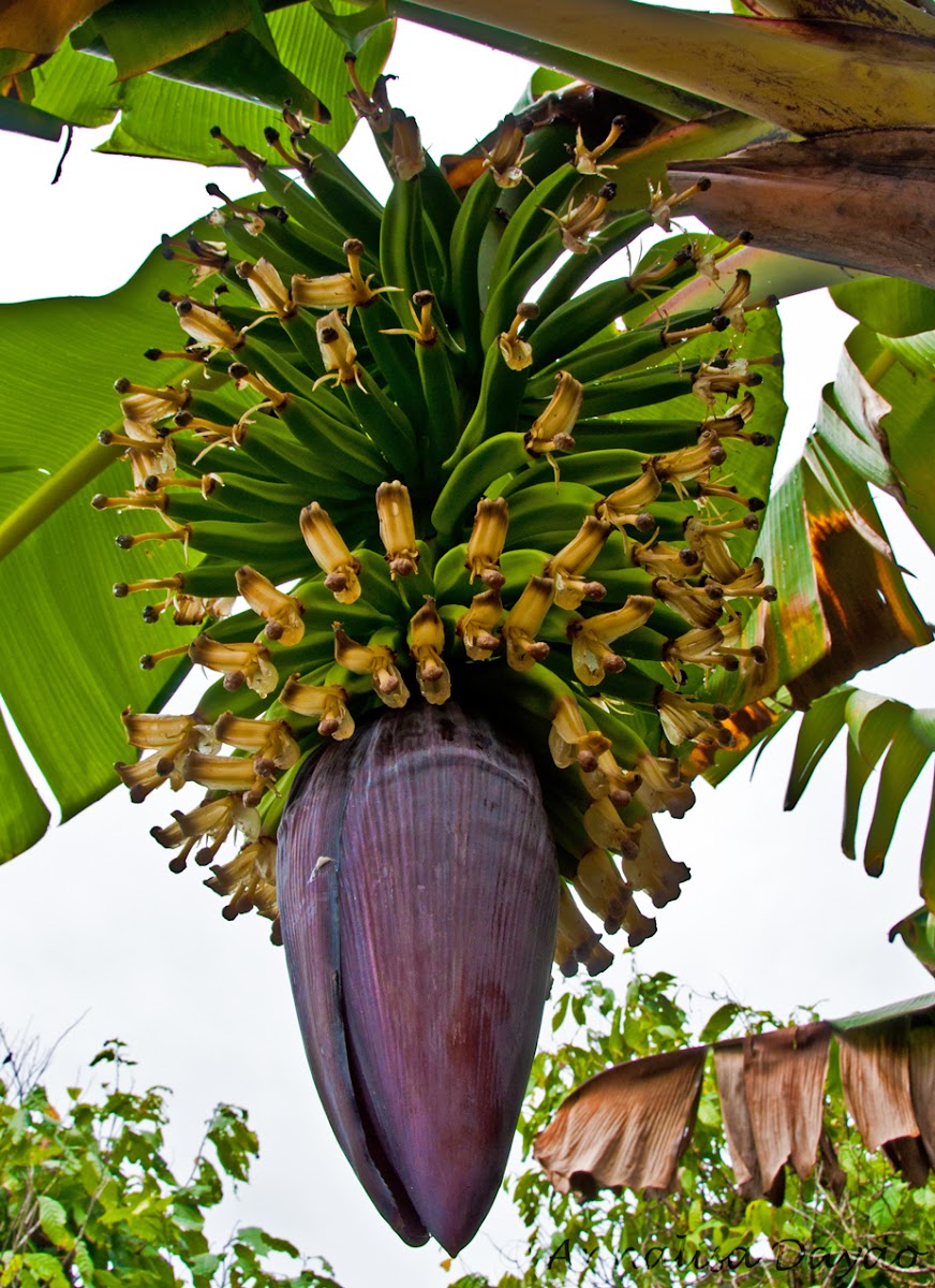 Banana inflorescence