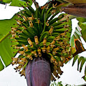 Banana inflorescence