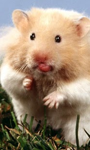 Hamster Wallpapers Screenshots 3