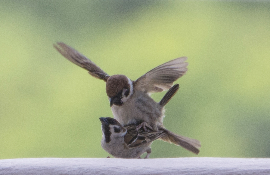 Eurosian tree sparrows (in copula)
