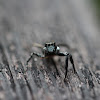 Twinflagged Jumping Spider