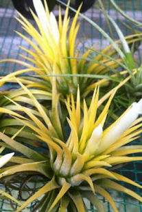 Lastest Hengoi APK for Android