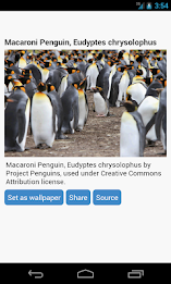 Penguin Wallpaper by Right Brain Mobile poster 2