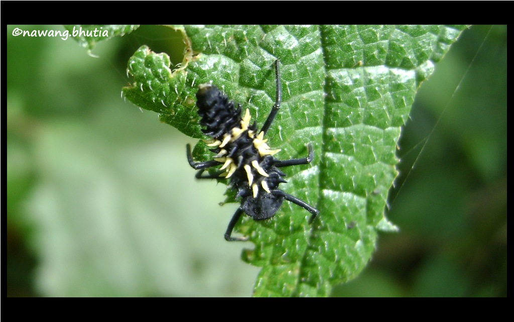 Asian Lady Beetle Harmonia axyridis id by Toucan