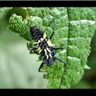 Asian Lady Beetle Harmonia axyridis id by Toucan