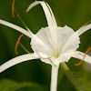 beach spider lily