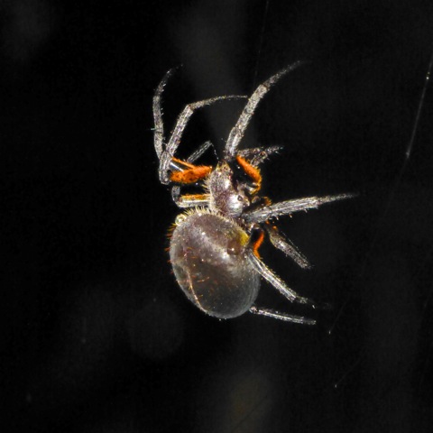 Flame-bellied Spider