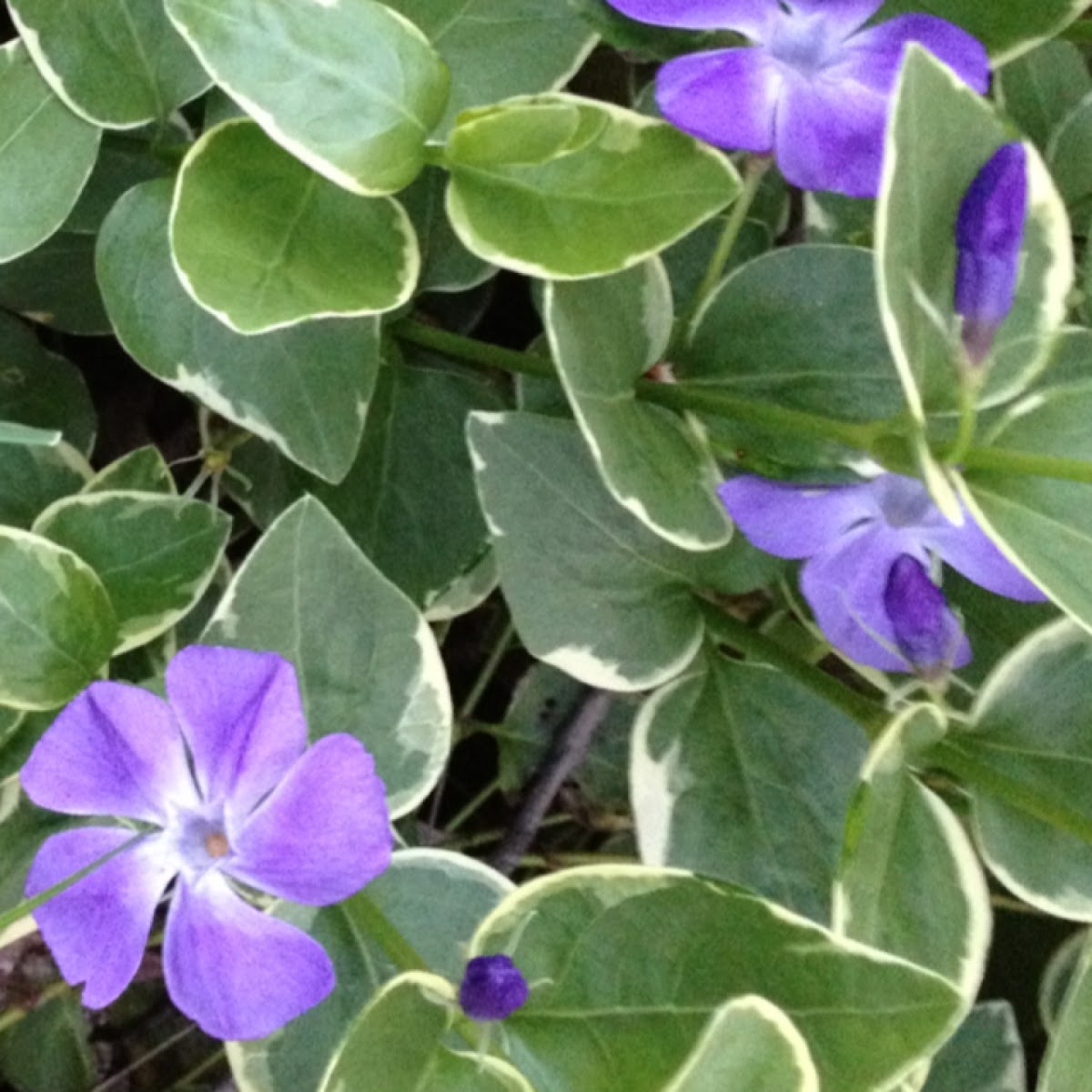 Variegated Vinca Vine Project Noah
