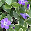 Variegated Vinca Vine