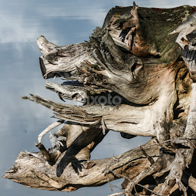 Stump like a hog by Elsie Nisonen - Nature Up Close Trees & Bushes