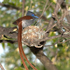 African Paradise Flycatcher (Nesting pair)