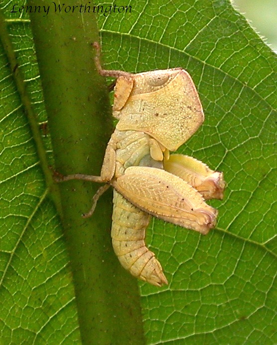 Leaf mimicking Grasshopper (nymph)