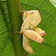 Leaf mimicking Grasshopper (nymph)