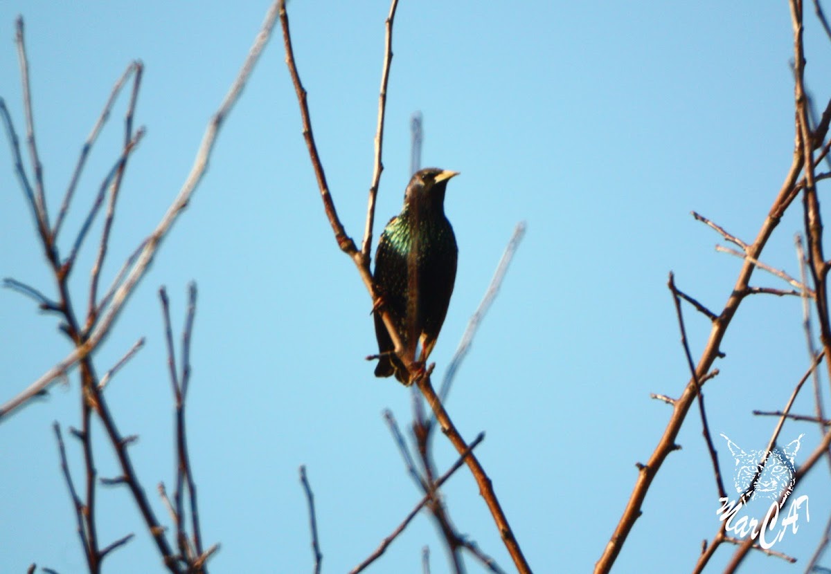 European Starling - Špaček obecný