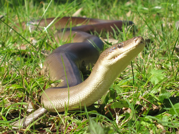 Olive Python | Project Noah
