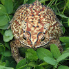 Common Sunda Toad