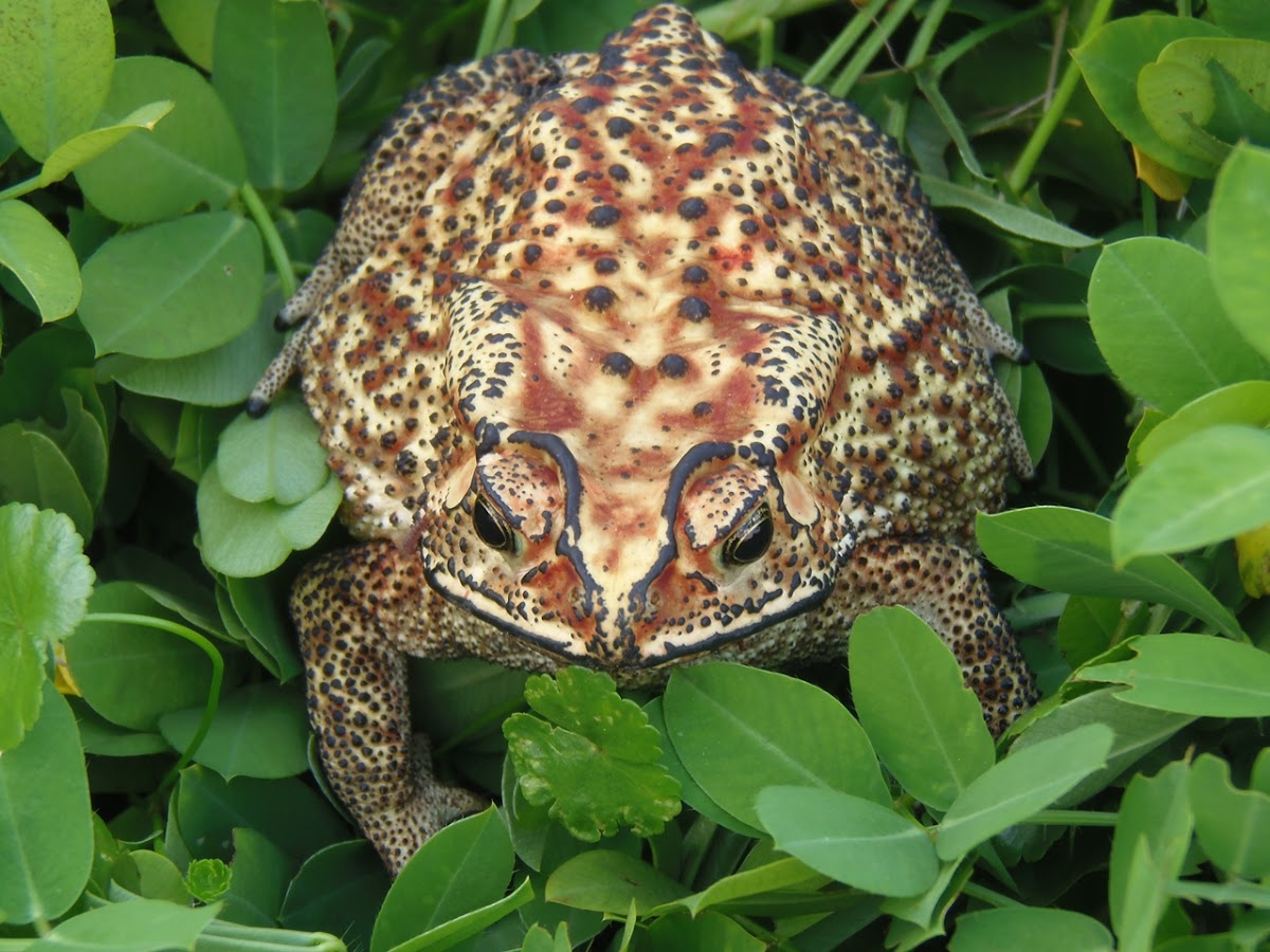 Common Sunda Toad