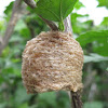 Chinese Mantid Ootheca (egg case)