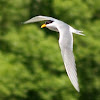 Black-fronted Tern