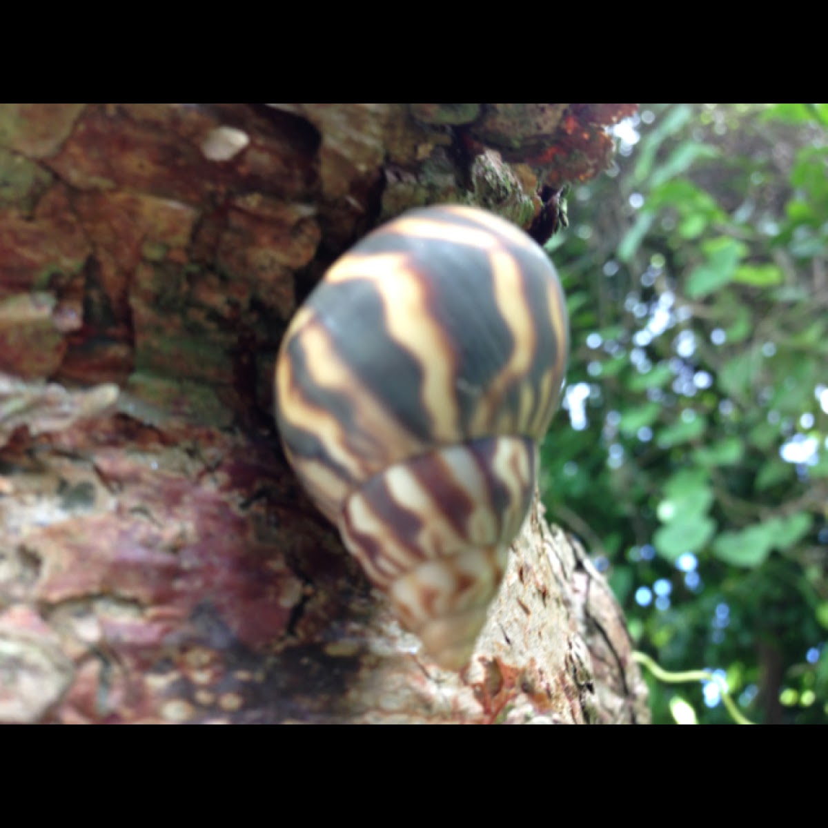 Stock island tree snail