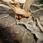 ladybirds