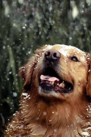 Golden Retriever Puzzle