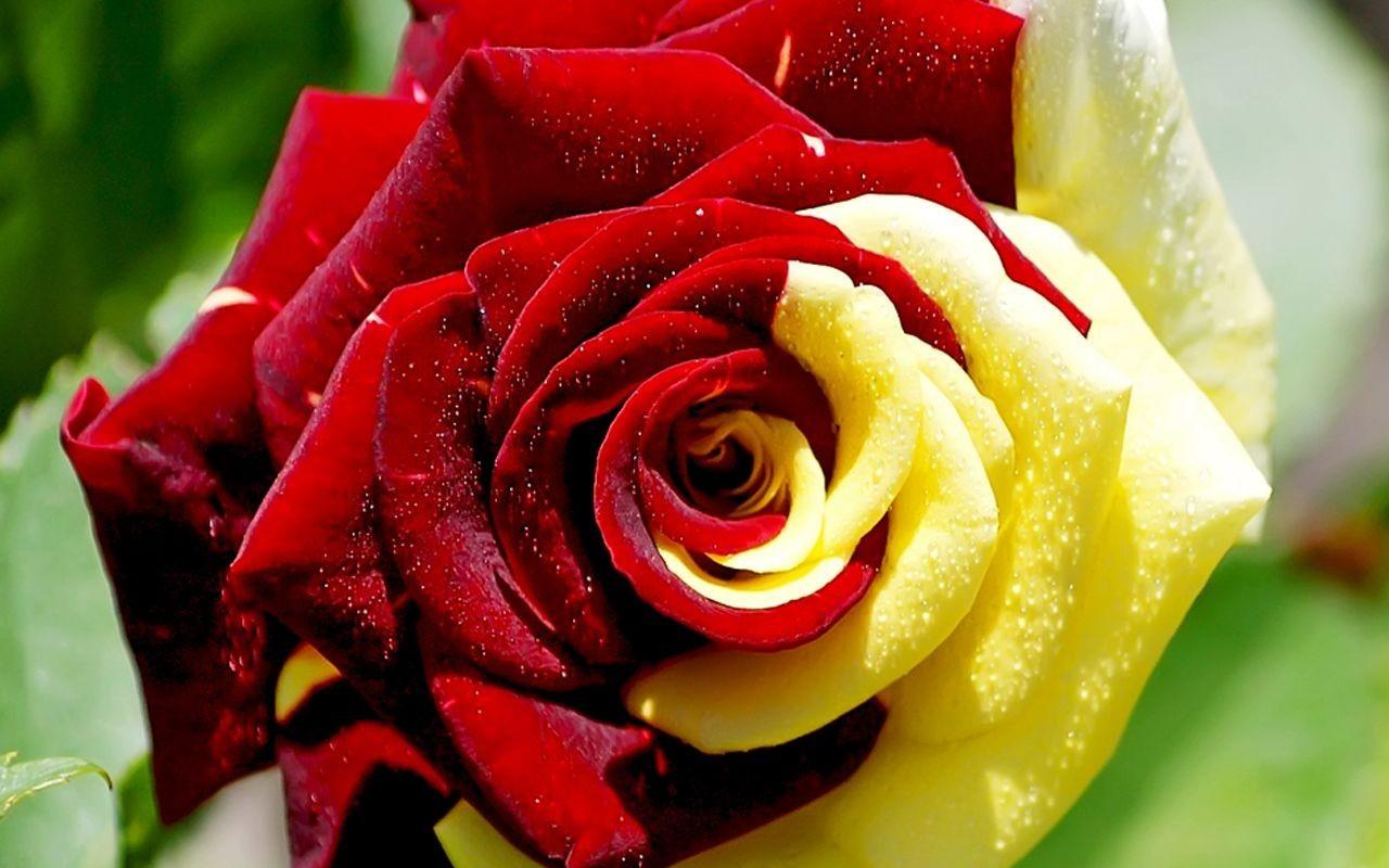 tea of yellow rose meaning rainbow red so orange roses rose rose rosa and wallpaper contains