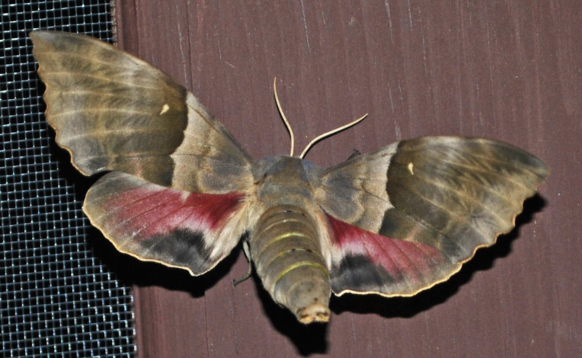 Big Poplar Sphinx Moth