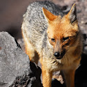 Andean Fox