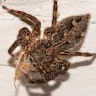 Pantropical Jumper Spider