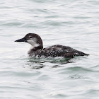 Common Loon