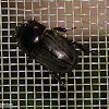 Sugarcane beetle