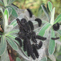 Fritillary Caterpillars