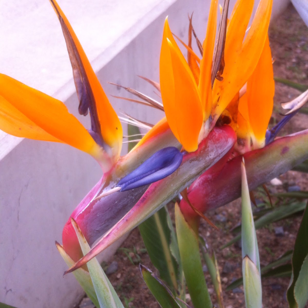 Bird of Paradise