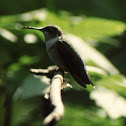 Ruby-Throated hummingbird (female)
