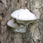 Shelf mushroom