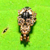Plum Curculio Weevil