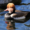 Red-crested Pochard