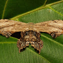 Epiplemiine Moth
