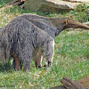 Giant anteater - Nashville Zoo