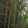 Golden Bamboo