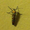 Ailanthus webworm