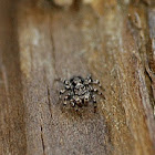 Mexigonus morosus (female)
