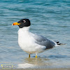 Great Black-headed Gull.